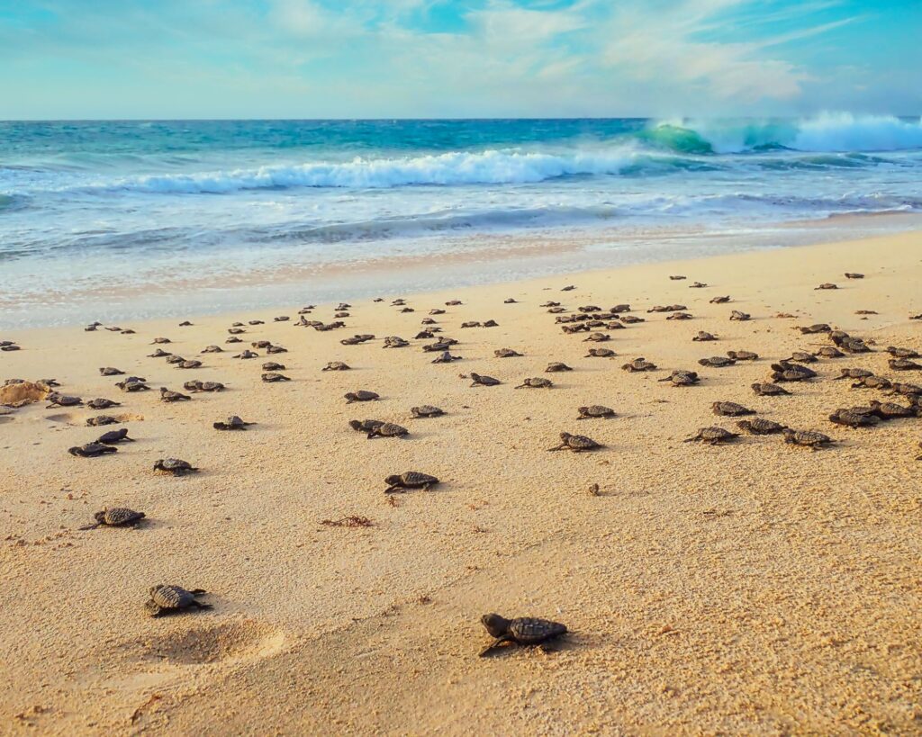 Reserva Natural De Tartaruga Boa Vista Cabo Verde