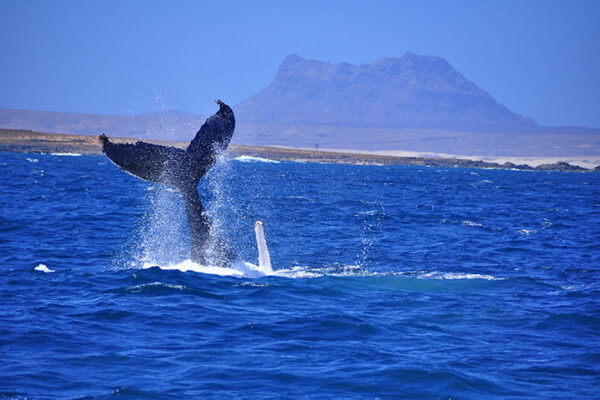 Whales – Boa Vista Cabo Verde