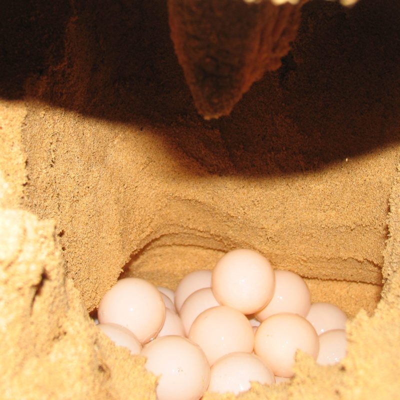 Turtles - Boa Vista - Cabo Verde